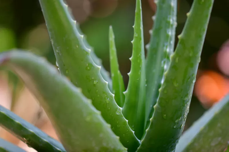Aloe Vera: La Planta Mágica 6 Aloe Vera: La Planta Mágica